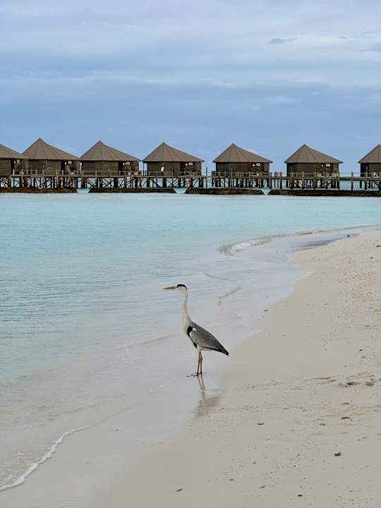 Strand Komandoo Island Resort & Spa - Adults only