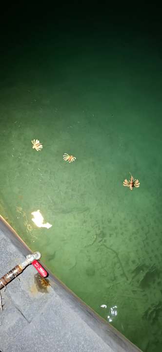 Außenansicht Pickalbatros Citadel Resort