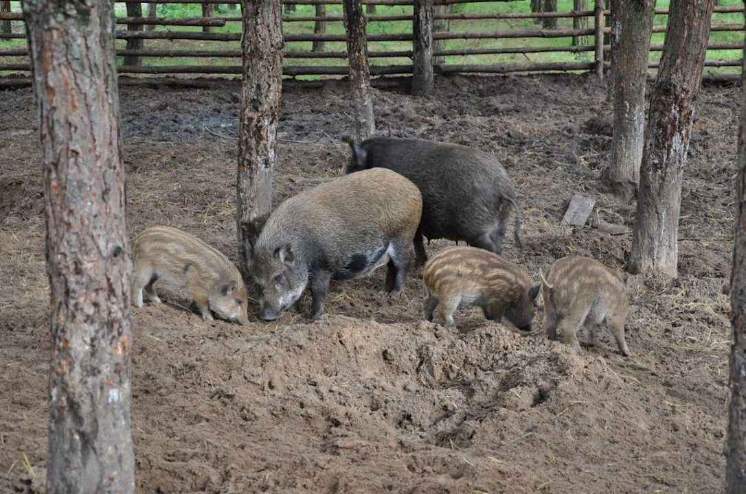 Ostoja żubrów Dworek nad Łąkami Kiermusy
