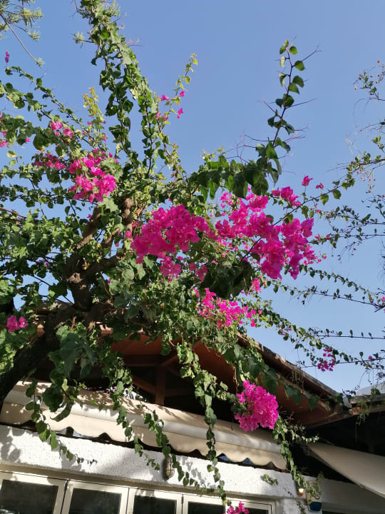 Gartenanlage Apollonia Beach Resort & Spa