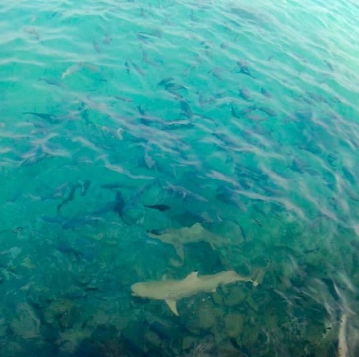 Dienstag und Freitag um 16.30 - Fütterung am Steg Summer Island Maldives