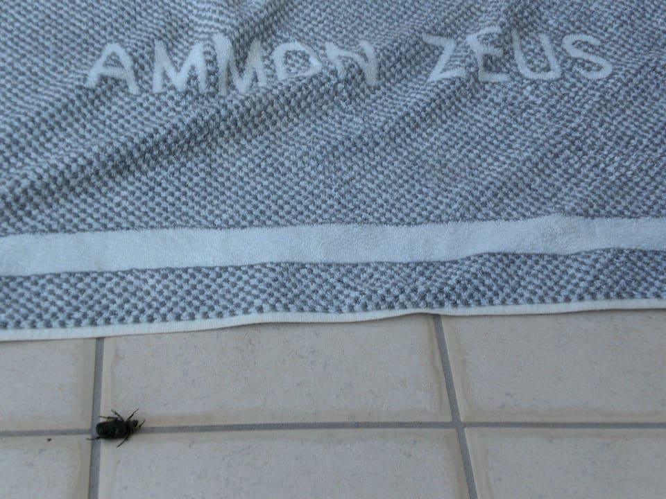 Ungeziefer Ammon Zeus Luxury Beach Hotel