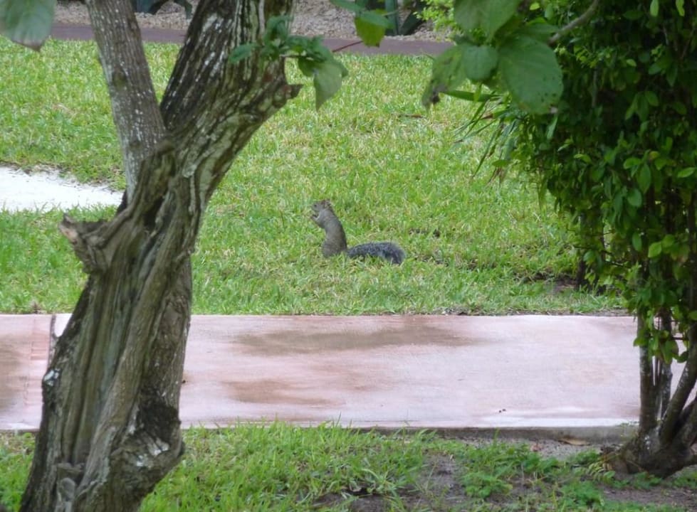 Graues Eichhörnchen Catalonia Playa Maroma
