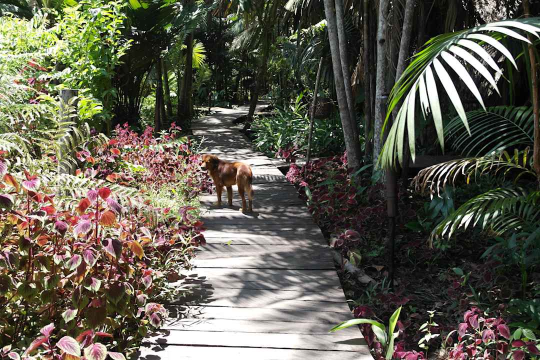 Weg zu den Hütten Orinoco Eco Camp / Lodge