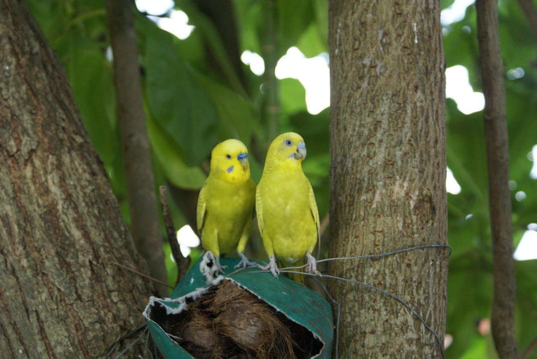 Vögel Thulhagiri Island Resort