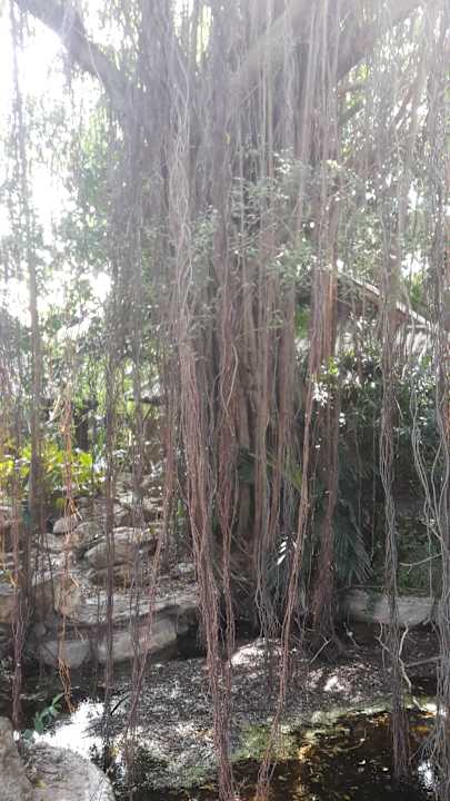 Gartenanlage Hotel The Cottage