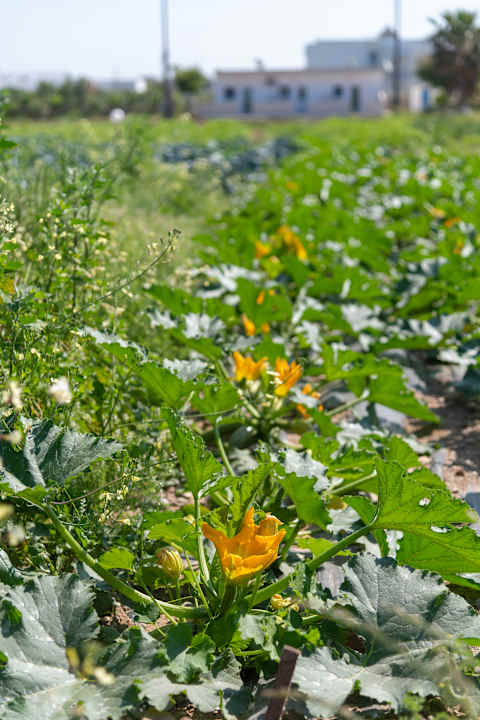 Gartenanlage Ilios K Village Resort