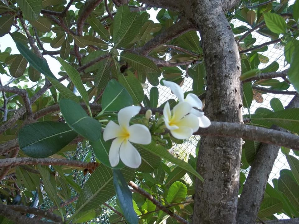 Wunderschöne Blumen Adaaran Select Hudhuran Fushi - Premium All Inclusive