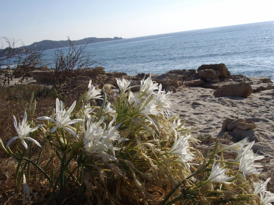 Fiori Hotel Eos Village