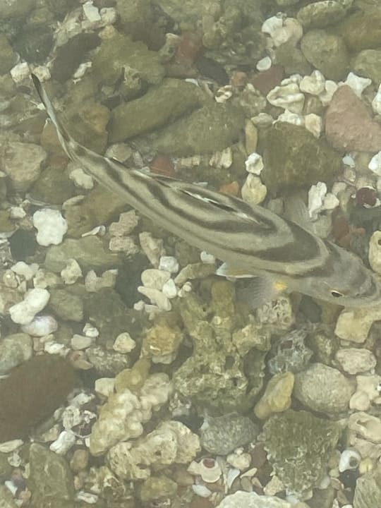 Strand Steigenberger Coraya Beach - Adults only