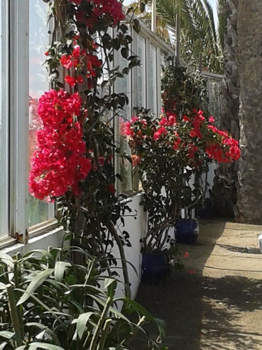 Bouganville Sahara Beach Club