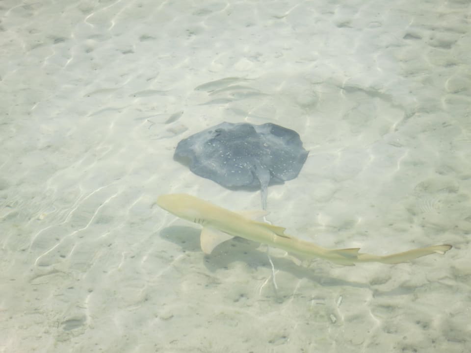 Haustiere Kuredu Island Resort & Spa