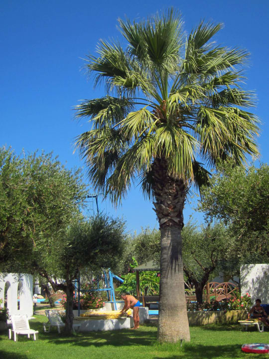 Palmen TUI KIDS CLUB Alex Beach