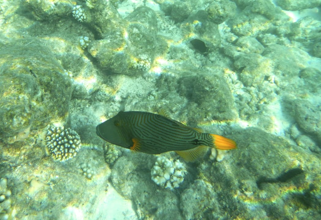 Unterwasserwelt Veligandu Maldives Resort Island