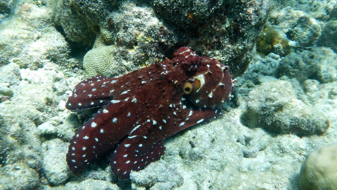 Hausriff Biyadhoo  Biyadhoo Island Resort