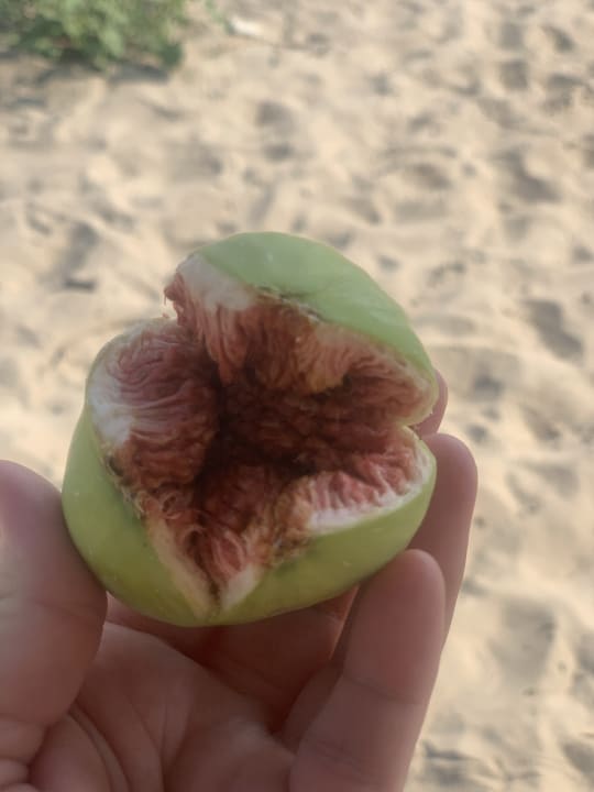 Außenansicht Hotel Ocean Beach