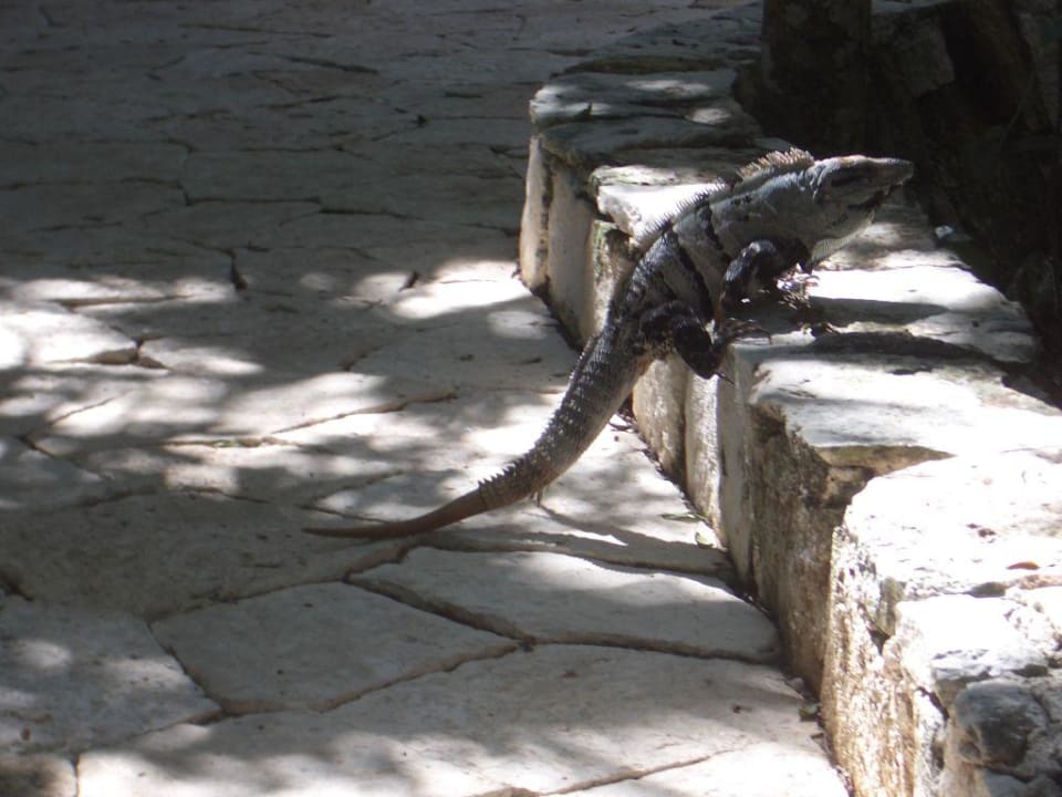 Tier Catalonia Royal Tulum Beach & Spa Resort - Adults only