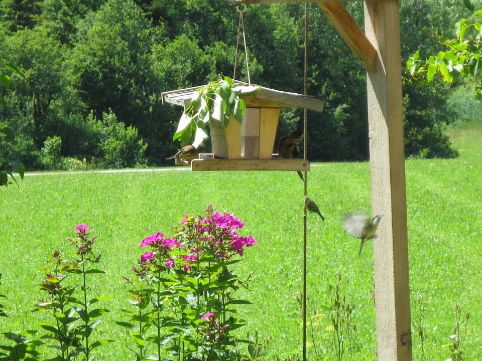 Unser Vogelhäuschen! Hotel Kraftquelle Schlossblick