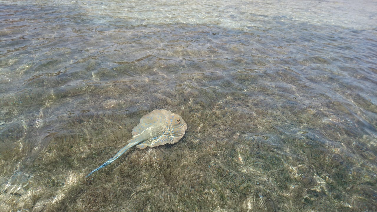 Strand Makadi Spa - Adults only