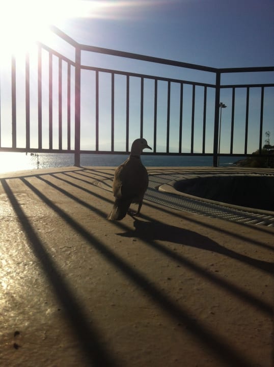 Mit Freundin Gerti am Dachterrassen Jakusi Los Olivos Beach Resort