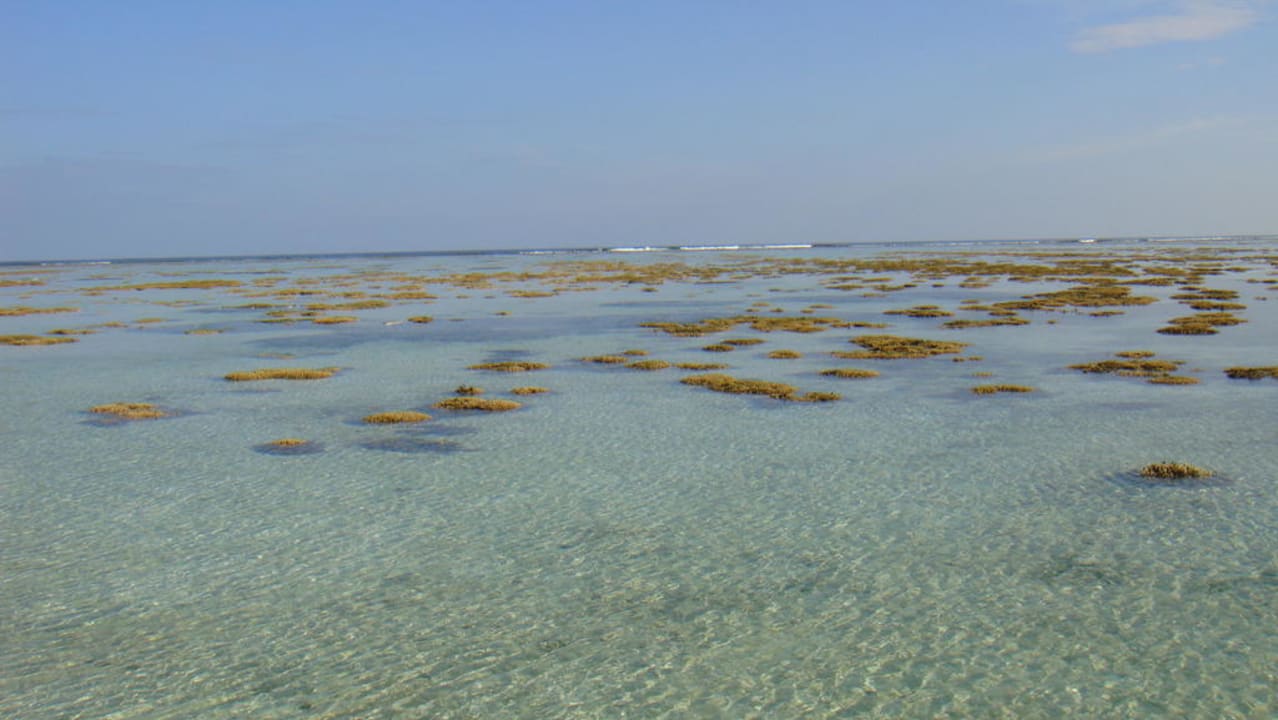 Aussicht bei Ebbe Gili Lankanfushi Resort