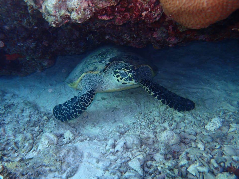 Dicke Schildkröte Eri Maldives