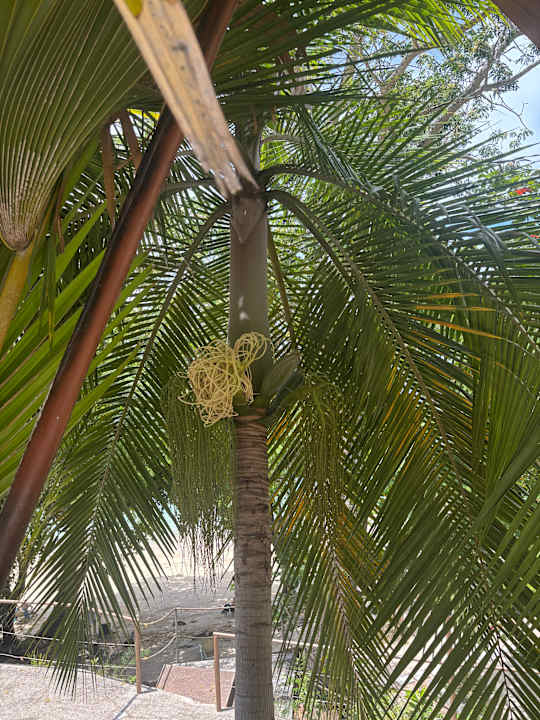 Gartenanlage The Coco de Mer Hotel & Black Parrot Suites