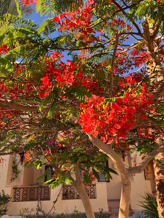 Gartenanlage Steigenberger Coraya Beach - Adults only