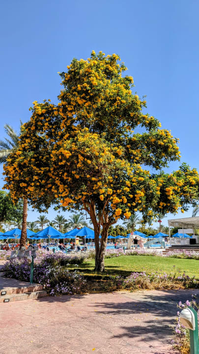 Gartenanlage Desert Rose