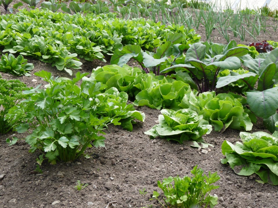 Knackige Salate im Bauerngarten Biohof - Inntalblick
