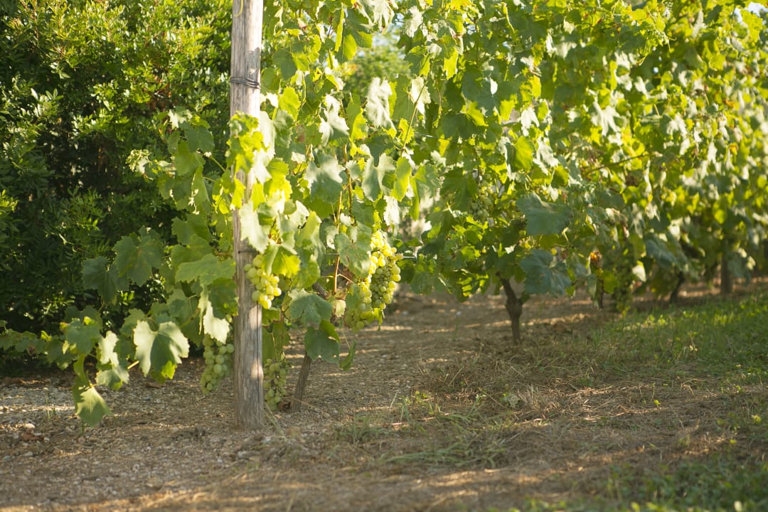 Gartenanlage Ammouda Villas