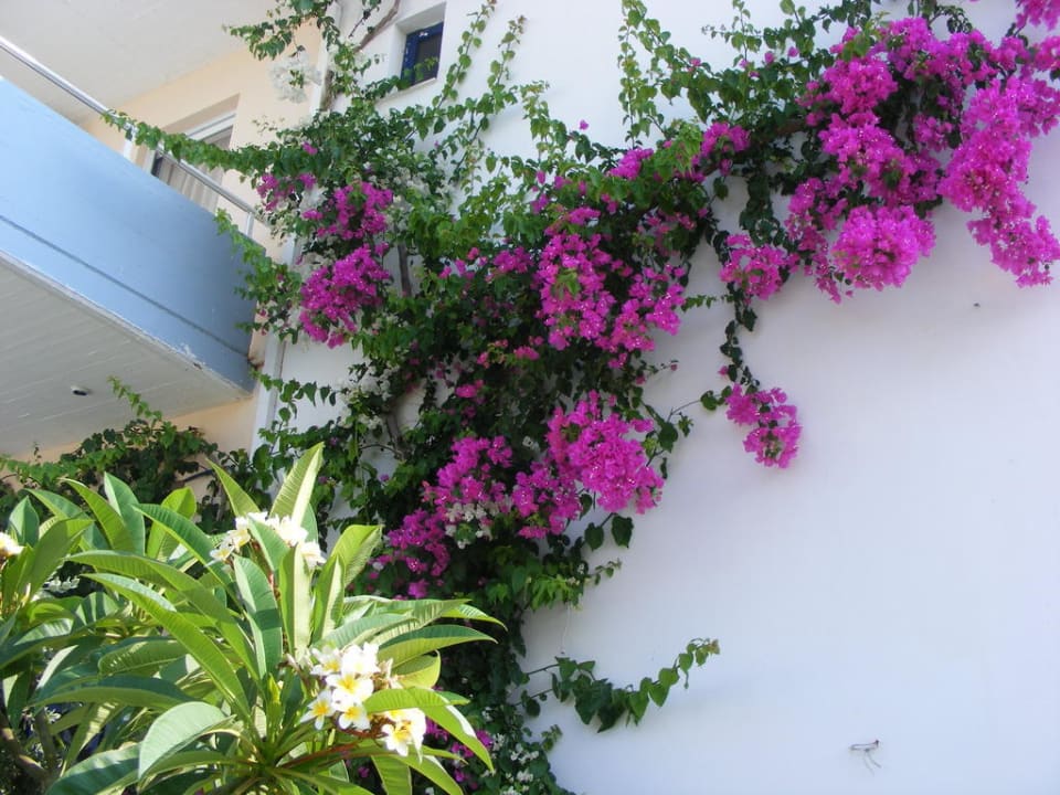 Flowers Hotel Kathrin Beach