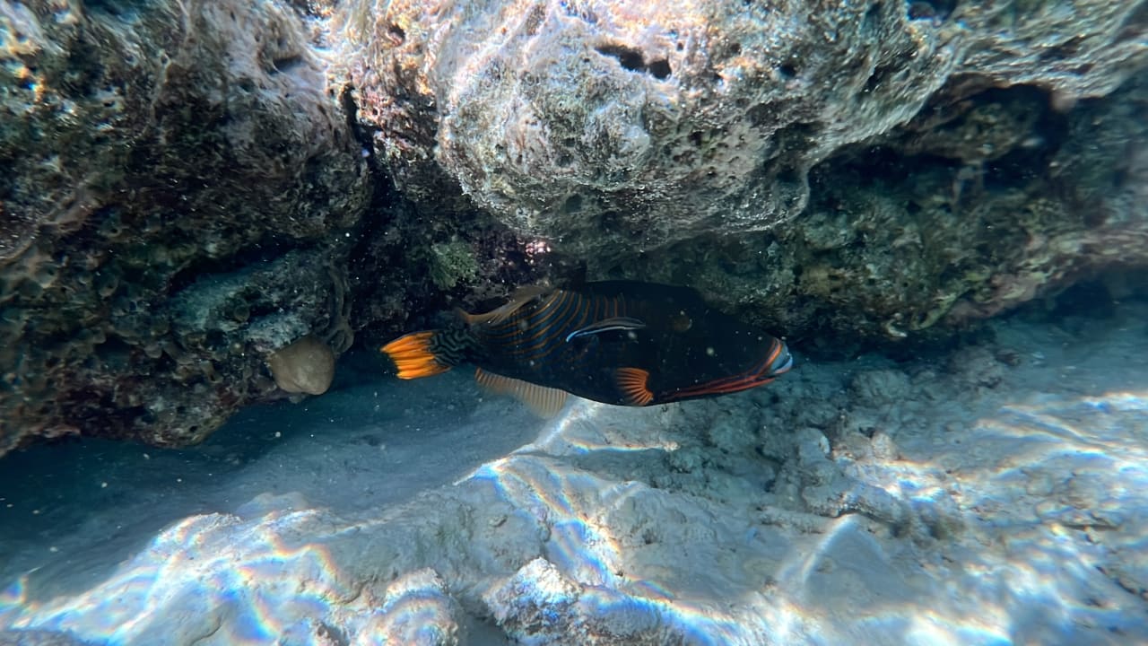 Strand Safari Island Maldives