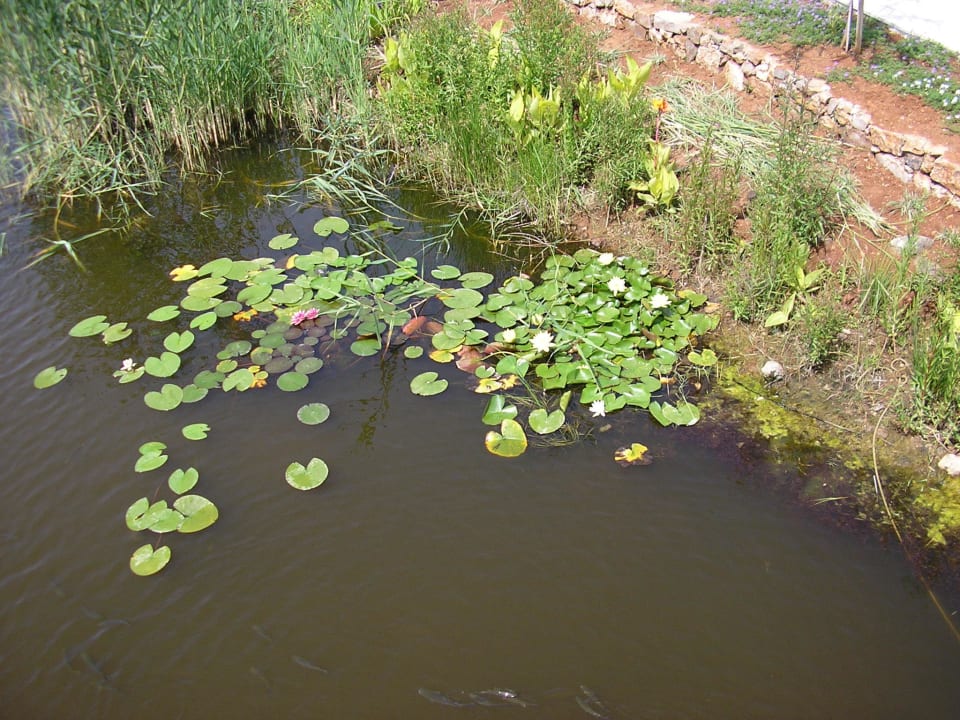 Seerosen Jiva Beach Resort