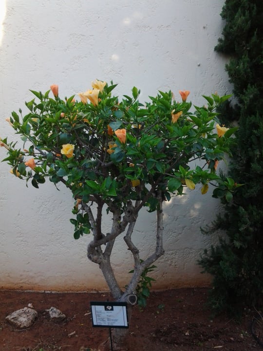 Prachtblüten Phãea Cretan Malia