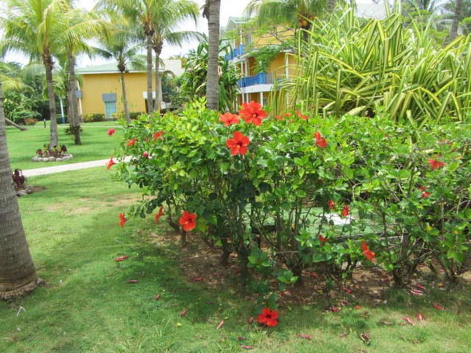 Gartenanlage Melia Las Antillas - Adults only