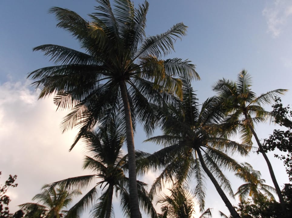 Schöne Palmen Kuredu Island Resort & Spa