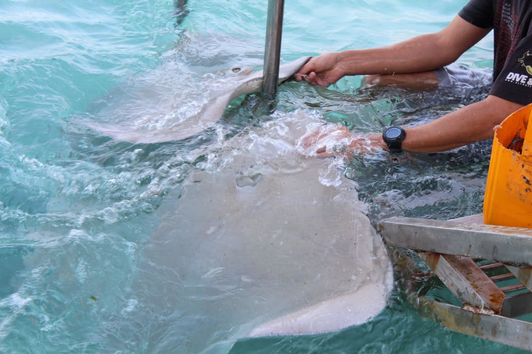 Stingray feeding Cinnamon Hakuraa Huraa Maldives