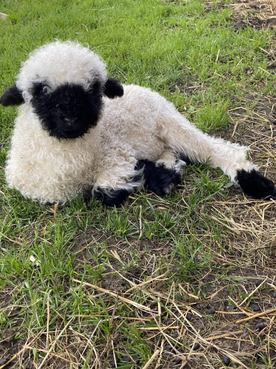 Gartenanlage Kinderhotel Felben