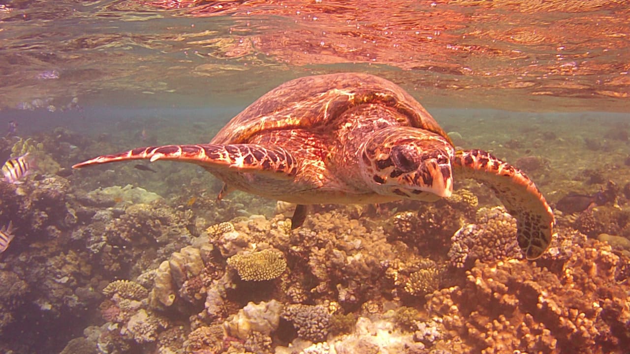 Strand Malikia Resort Abu Dabbab