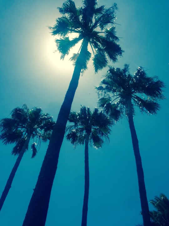 Palmen Sunprime Atlantic View