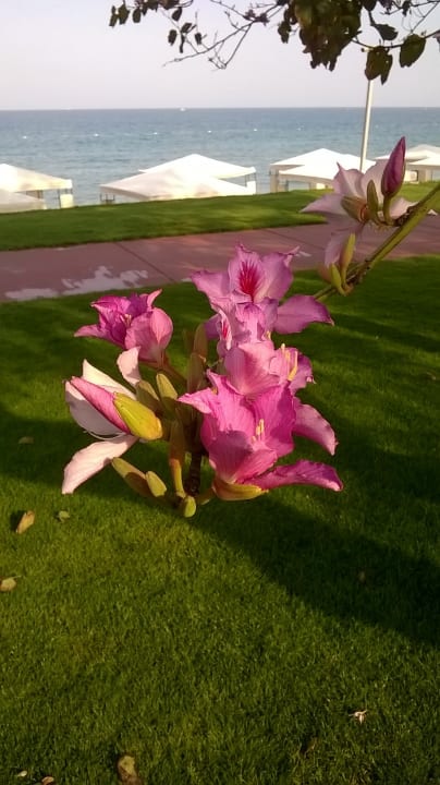 Gartenanlage TUI MAGIC LIFE Beldibi +16