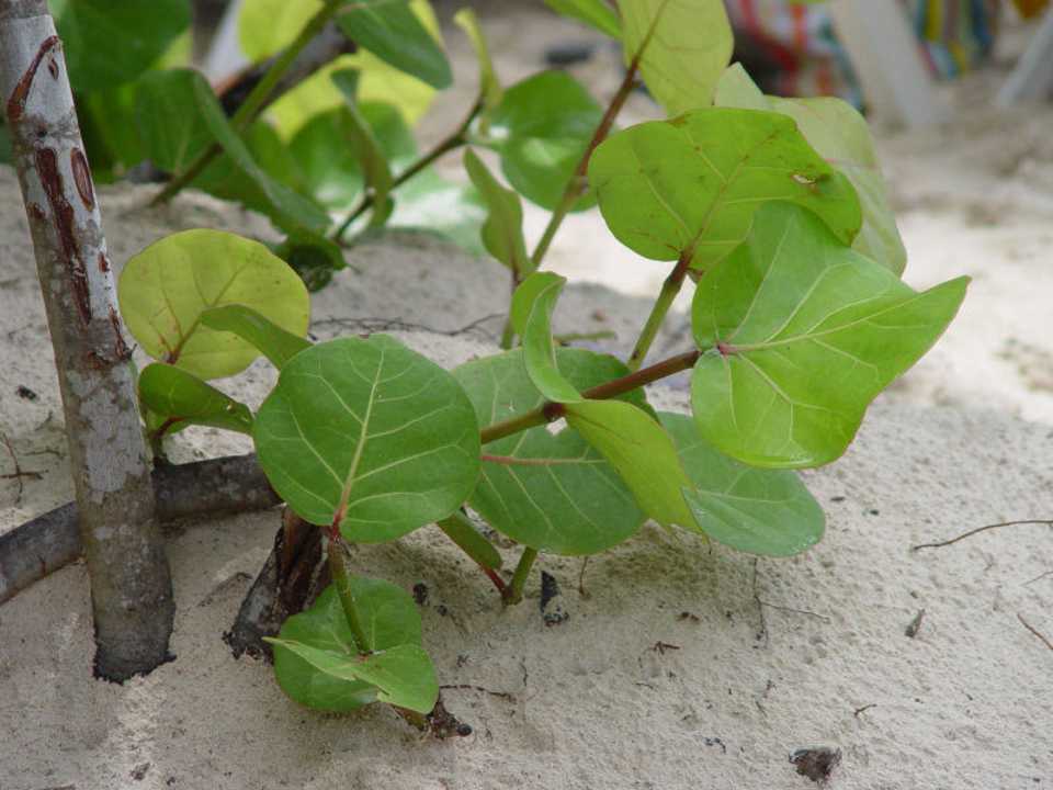Vegetation am Strand Grand Palladium Select Bávaro Resort & Spa