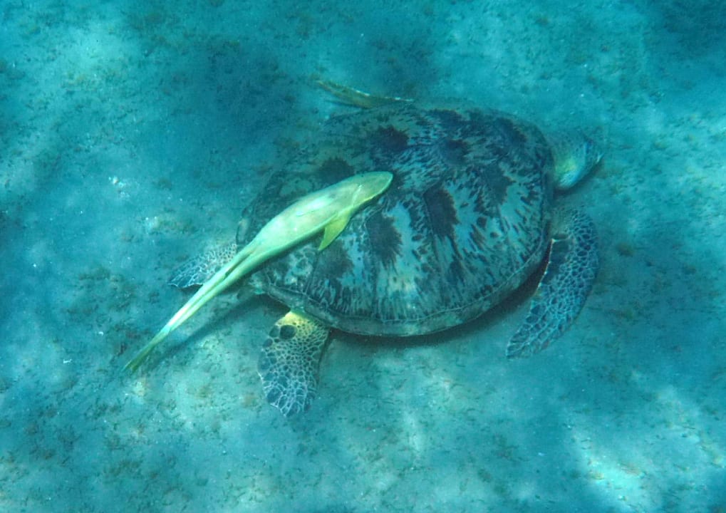 Sonstiges Malikia Resort Abu Dabbab