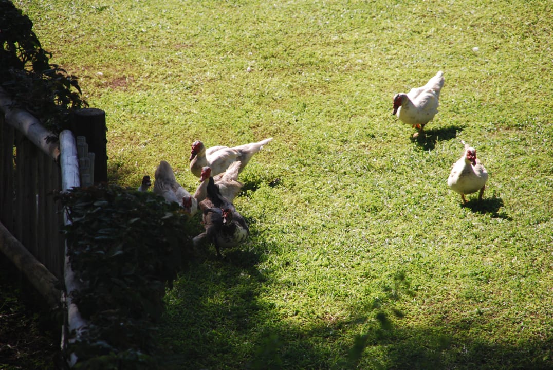 Haustiere, nicht zum Verzehr!! Hotel The Garden Lodge On The Chobe River