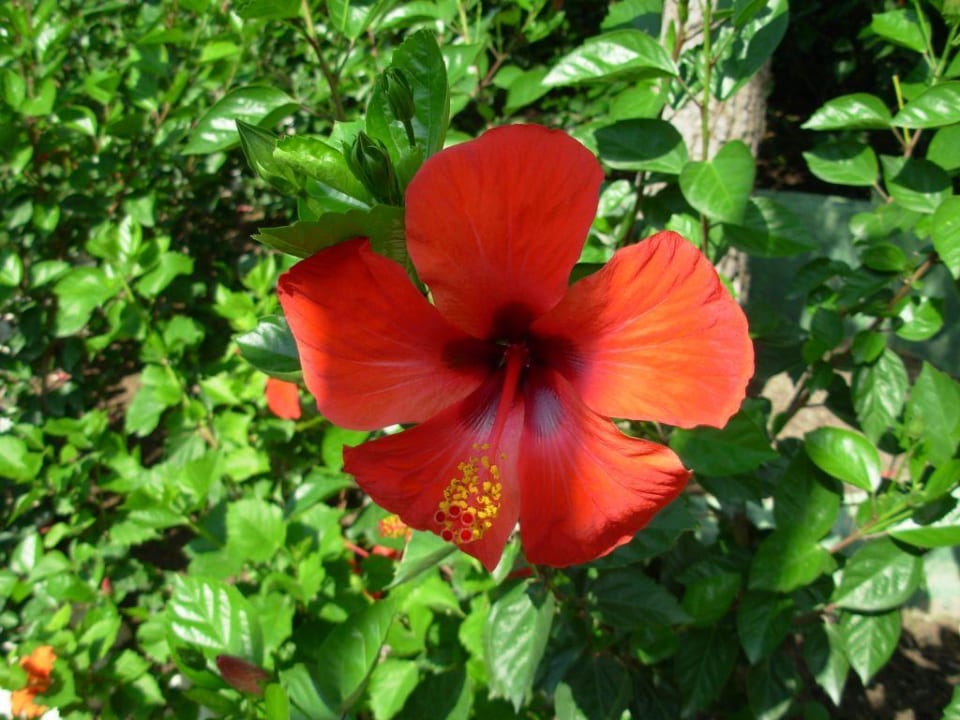 Hibiscus Voyage Belek Golf & Spa