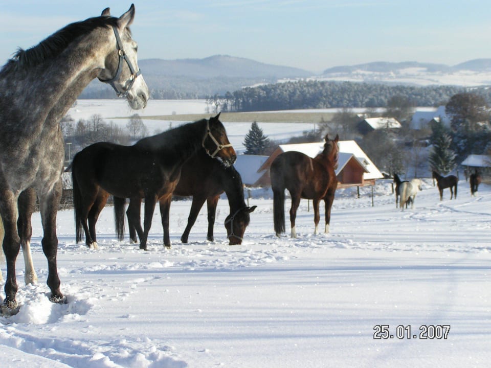 Warum in die Ferne schweifen wenn das Glück so nah Kollerhof