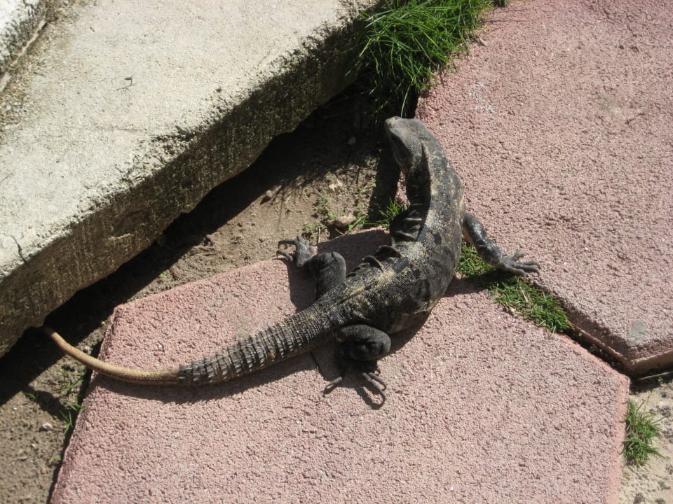 Einer der tierischen Bewohner Catalonia Playa Maroma