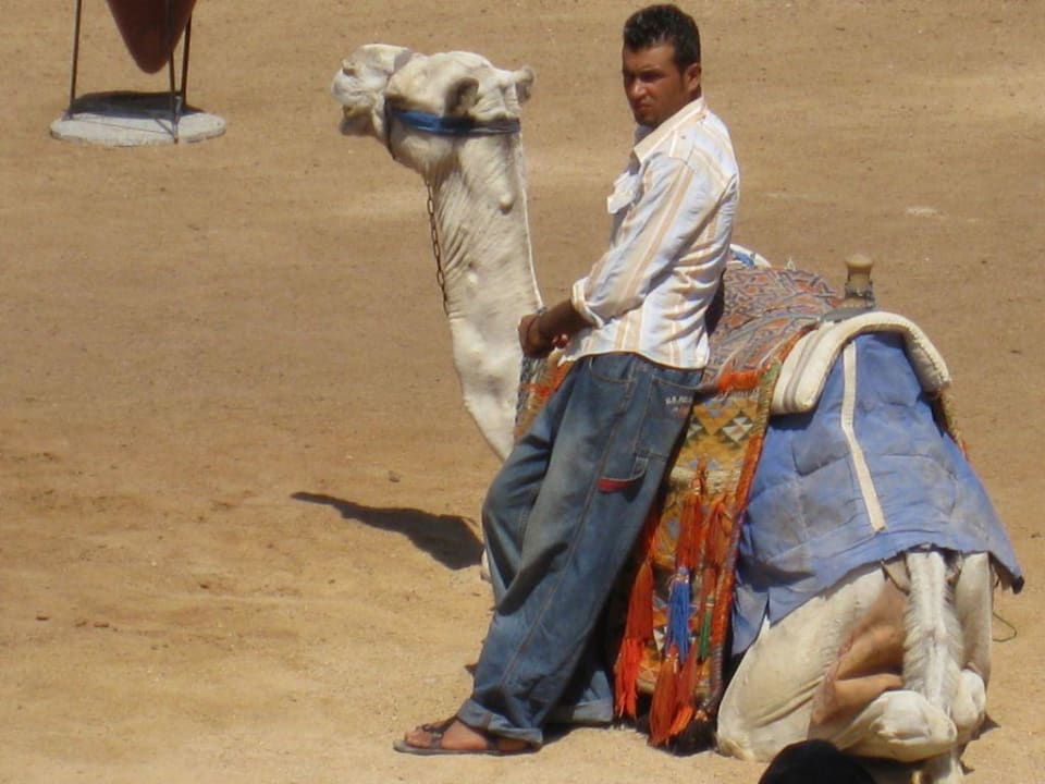 Kamel am Strand Pickalbatros Dana Beach Resort - Hurghada