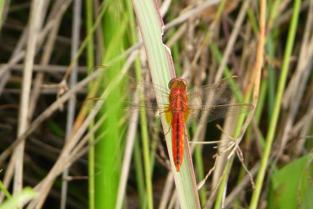 Libelle Hibiscus Garden Hotel